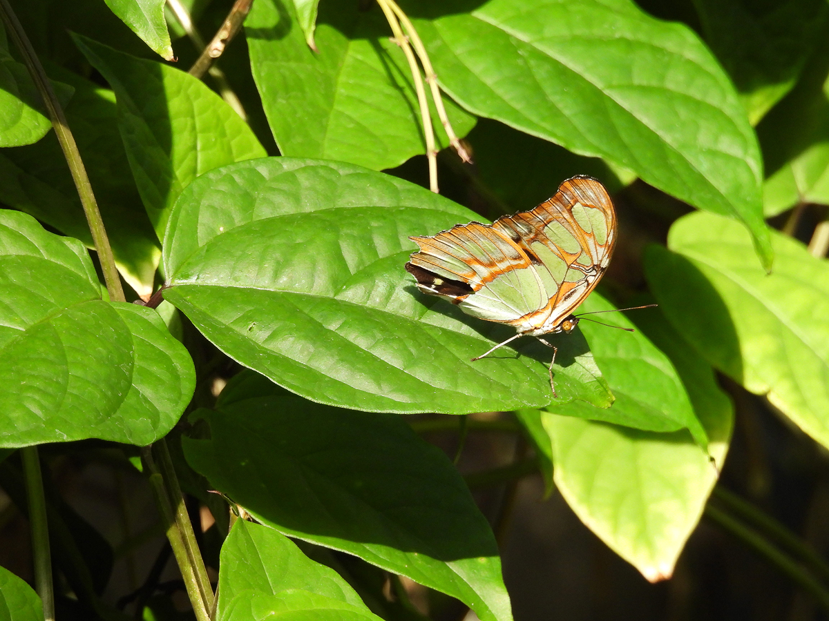 Butterfly encounter