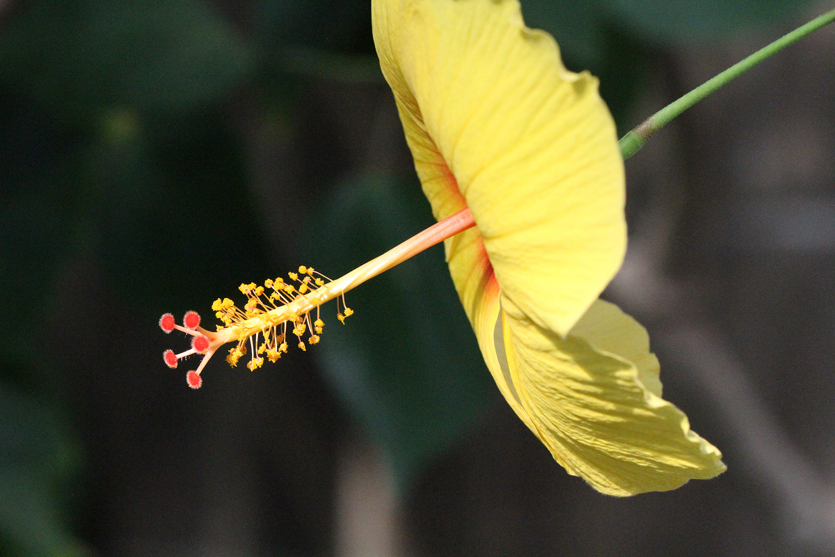 Photographing butterflies