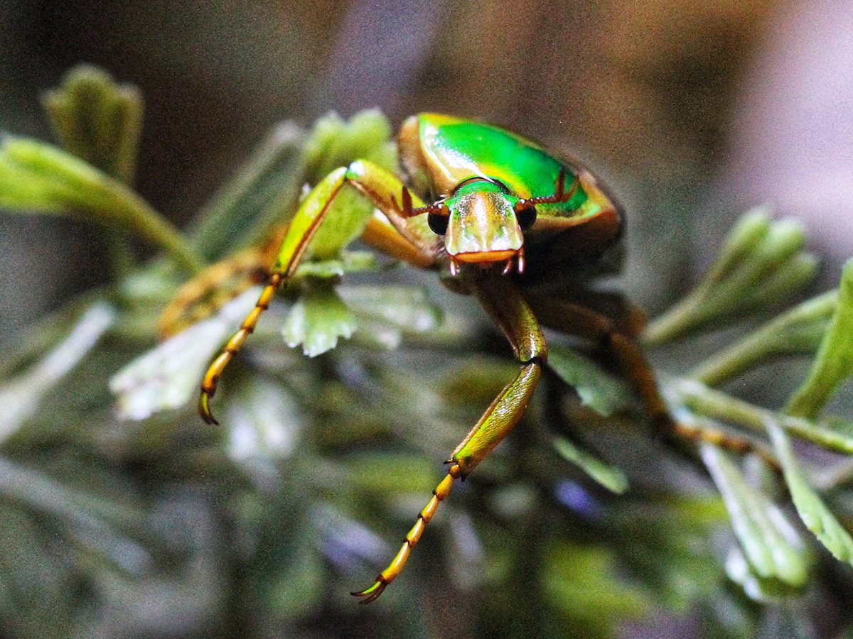 Butterfly Pavilion visitor
