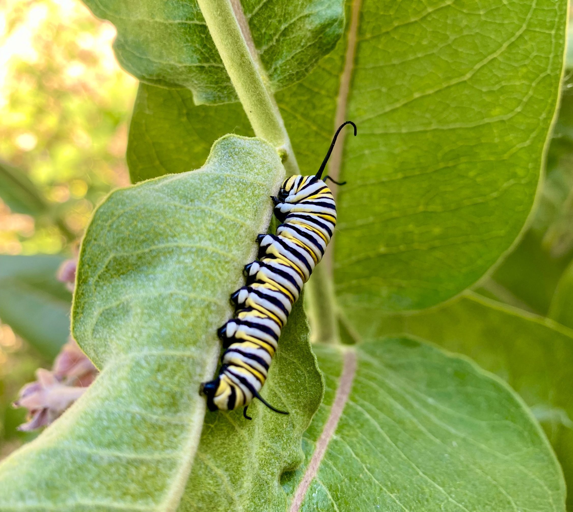Getting to Butterfly Pavilion
