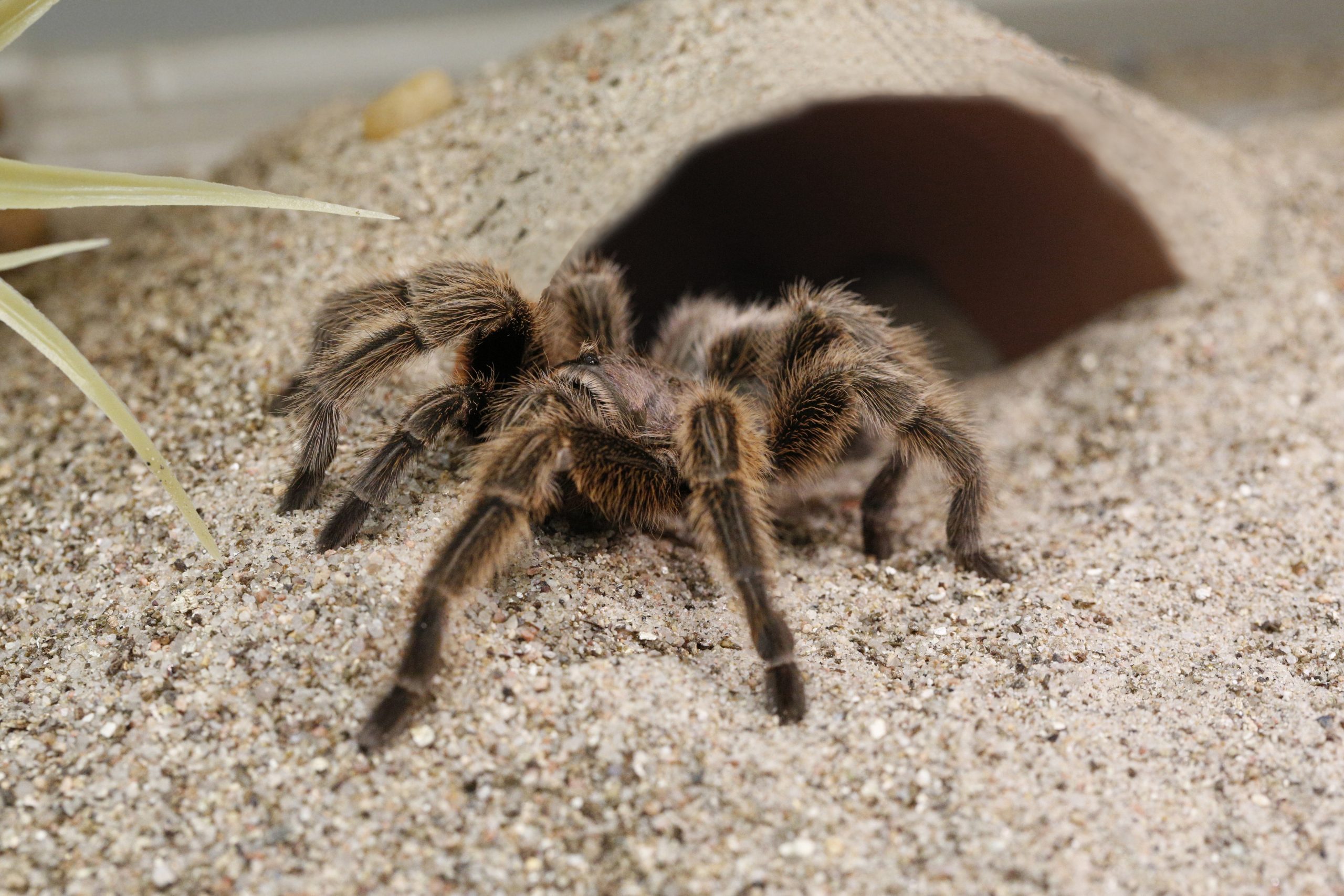 Survival exhibit