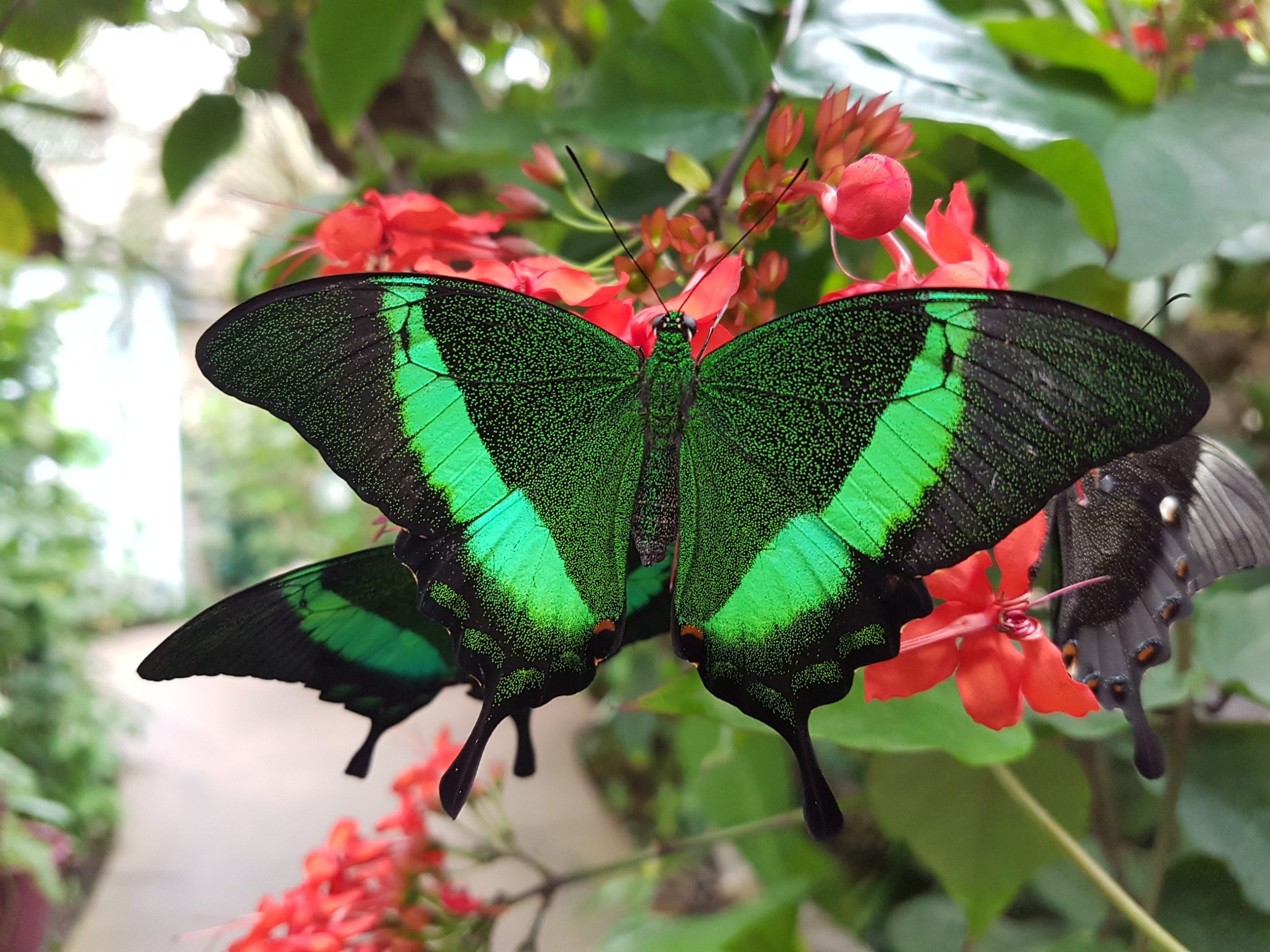 Wings of the Tropics butterfly exhibit